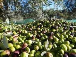 Raccolta Olive